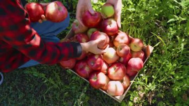 Two small hands of a child reach for a perfectly ripe apple, their fingers carefully wrapping around the smooth fruit. In the background, a sprawling orchard awaits further exploration.