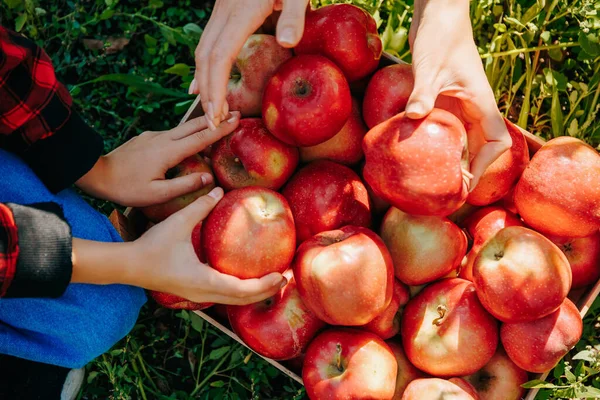 A close-up image shows hands holding an apples, with the fingers tracing the contours of the fruits skin. top view, background shows a of red apples hinting at the lush surroundings of an orchard.