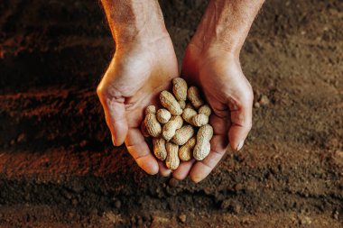 The close-up view of old hands holding a seed, getting ready to plant it in the soil, in a traditional agricultural setting.