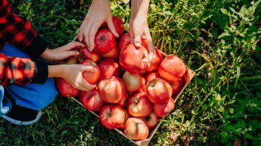 Two small hands of a child reach for a perfectly ripe apple, their fingers carefully wrapping around the smooth fruit. In the background, a sprawling orchard awaits further exploration.
