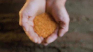 A pair of hands, seen from the top view, holding a seed with care, preparing to plant it in the rich and fertile ground below.