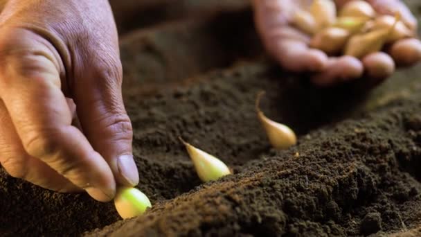Bogata Żyzna Gleba Stanowi Tło Które Mówi Pięknie Znaczeniu Rolnictwa — Wideo stockowe
