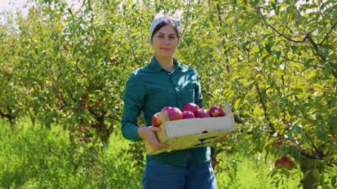 Orta yaşlı bir kadın çiftçi bir elma bahçesinin ortasında duruyor. Elinde taze toplanmış elmalarla dolu bir kutu var. Mutluluk ve gururla kameraya gülümsüyor..