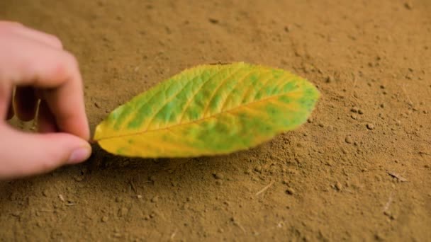 Tending Earth Farmers Hands Beauty Leaf Inglés Esta Foto Cerca — Vídeo de stock