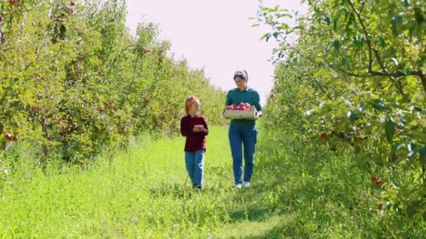 Matka Jej Córka Spacerują Trzymając Pudełko Jabłoni Przez Rzędy Jabłoni — Wideo stockowe