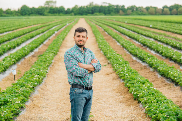 Young pretty farmer man looking at camera standing on farmland with crossed arms and strawberry crops in background. young male portrait on farmland.