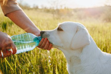 Bir grup arkadaş, bir köpek de dahil olmak üzere, su şişeleriyle su içerek dışarıda eğleniyorlar..