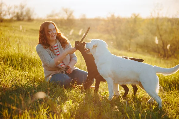 Sunset Bonding Womans Playful Connection Labrador Dogs Радісна Жінка Бавиться — стокове фото