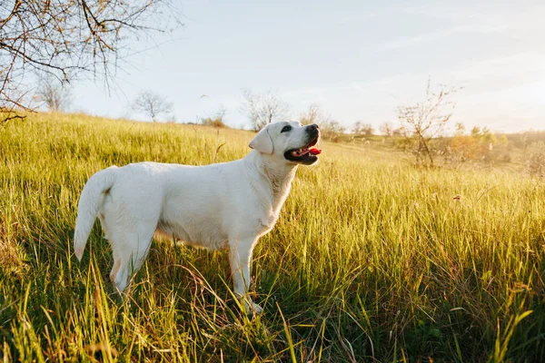 White Dog Enjoying the Outdoors. A cheerful white Labrador enjoys the outdoors during a stunning sunset, showcasing its adorable and domestic nature.