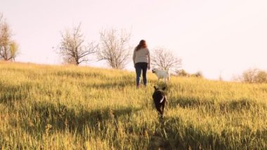 Neşeli Anlar Kadını ve Neşeli Köpekleri Sunset 'te. Köpekler ve sahipleri dışarıda eğleniyorlar.