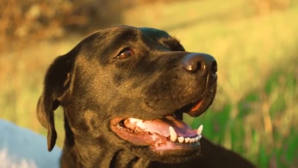 Adorable Perro Atardecer Momento Sereno Labradores Negros Contra Pintoresco Telón — Vídeos de Stock