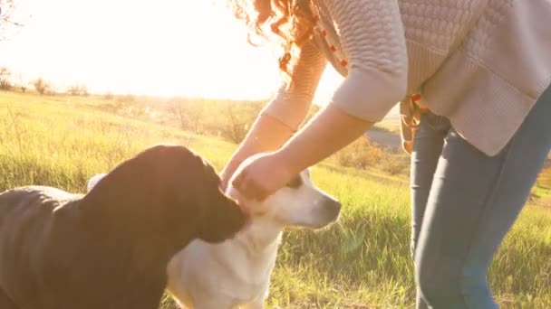 Energetic Adventures Woman Her Playful Dogs Outdoor Glow Tramonto Legame — Video Stock