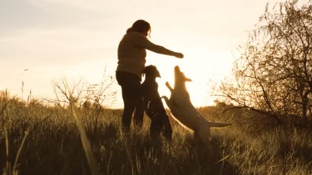 Joyful Connection Womans Legesyge Øjeblikke Med Indenlandske Hunde Ved Solnedgang – Stock-video