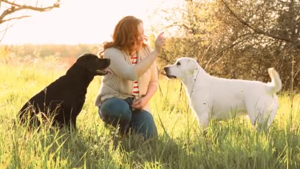 Sunset Playfulness Womans Momenti Deliziosi Con Cani Domestici Donna Amante — Video Stock