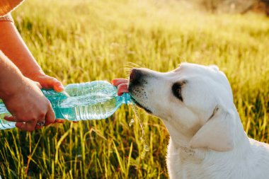 Köpek Susuzluğu. Açık hava macerası sırasında sahibinin elinde tuttuğu şişeden su içen neşeli bir labrador..
