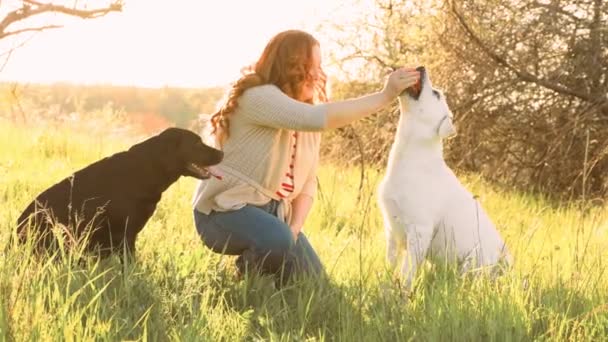 日キス喜び女性犬と遊ぶ本物の幸せ 遊び心のある瞬間女性と彼女の犬フリックで太陽 — ストック動画