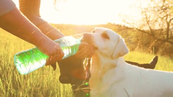 Sunrise Hydration Uma Pessoa Seu Labrador Leal Começando Seu Dia — Vídeo de Stock