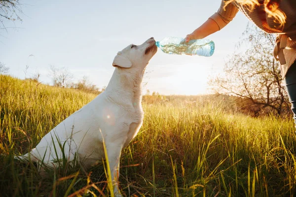 Пухнасте Освіження Симпатична Собака Охоче Виливає Воду Пляшки Утримуваної Руками — стокове фото