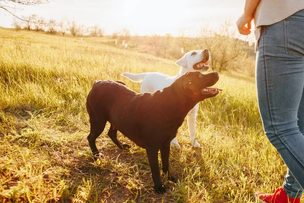 Автентична Любов Жінки Справжня Грайливість Домашніми Собаками Щастя Розв Язали — стокове фото