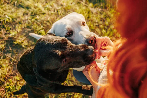 Radiant Smiles Woman Labrador Dogs Enjoying Sunset Play Дівчата Бавляться — стокове фото