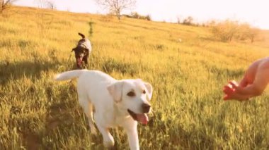 Elleri birbirine dolanmış ve kalpleri birbirine bağlanmış bir kadın ve sadık Labrador 'u, gökyüzünü turuncu ve pembe renklere boyayan altın bir günbatımının tadını çıkarıyorlar..
