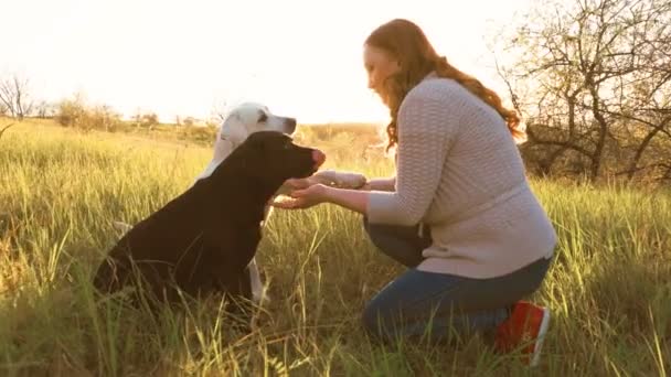 Φιλία Κίνηση Γυναίκα Και Λαμπραντόρ Σκυλιά Παιχνιδιάρικα Αλληλεπιδρούν Γυναίκες Απόλυτη — Αρχείο Βίντεο