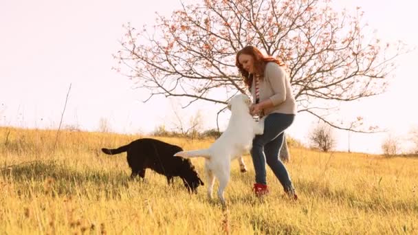 태양의 여성들은 그녀의 래브라도와 즐거운 유대를 맺는다 여성들 동물들 교감을 — 비디오