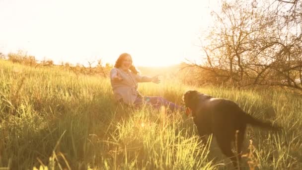 Vibrant Outdoor Play Womans Radosna Interakcja Labrador Dogs Czysta Błogość — Wideo stockowe