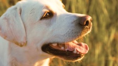 Sunset A Black Labradors Huzur Anı 'nda sevimli köpek. Doğanın pitoresk bir zeminine karşı, dost canlısı bir yapısı olan beyaz bir köpek büyük açık havayı keşfeder, neşe saçar.