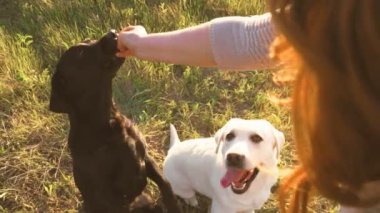 Neşeli Labrador 'uyla Günbatımı Harmony Kadınları Neşeli Oyun. Mutluluk saçan kadınlar köpekleriyle oynaşıyor.