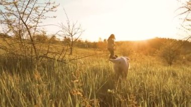 Sunset Whispers Kadınları Canlı Köpek Arkadaşlarıyla Oynayan Bağ. Koşulsuz aşk kadını ve sadık labradoru dışarıda eğleniyor.