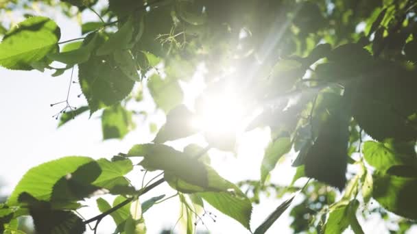 太阳光通过风吹来的树叶的运动发出惊人的闪光 呈现出日落时一些树叶的美丽形象 — 图库视频影像