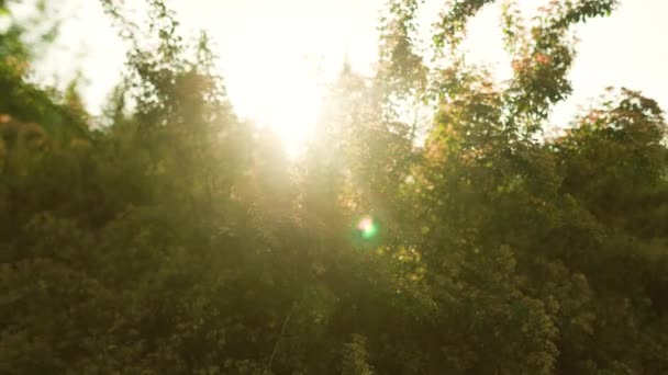 Sabah Işığında Yatay Güneş Işığı Ağaç Yapraklarının Ekolojisini Vurgular Günbatımında — Stok video
