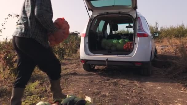 田舎の古い野菜農家は 収穫された品物のサックで歩いています カントリーサイド収穫時間 上級野菜農家車は彼の車に野菜の袋をロード — ストック動画
