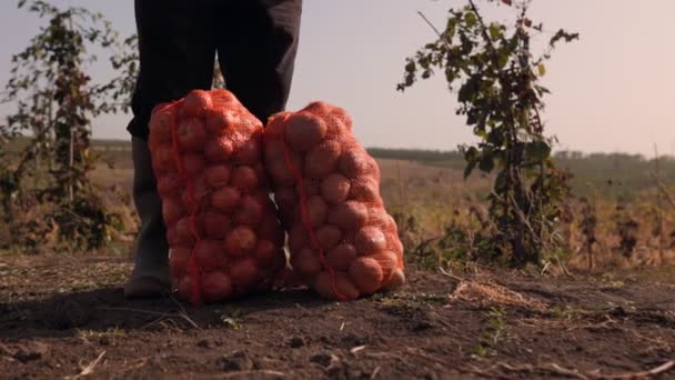 양파와 감자의 풍부한 부츠의 양파와 감자의 — 비디오