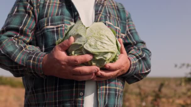 農業献身の本質 シニアファーマーは 田舎の心臓のプランクキャベツをハンドクラッドルを集めました 美しい野菜キャベツで農民の手を閉じる — ストック動画