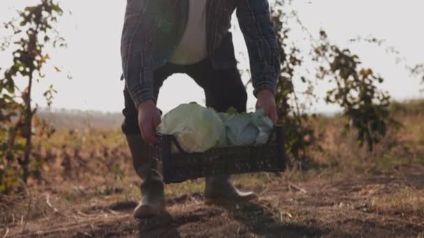Agricultor Envelhecido Orgulhosamente Mantém Uma Caixa Repolho Fresco Abraçando Tempo — Vídeo de Stock