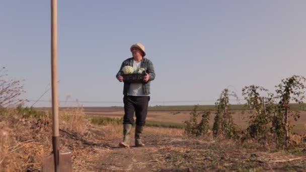 アメリカの田舎の農場の黄金の畑の中で 高齢の農夫は勤勉に働き 労働の成果を運んでいる 成熟した — ストック動画