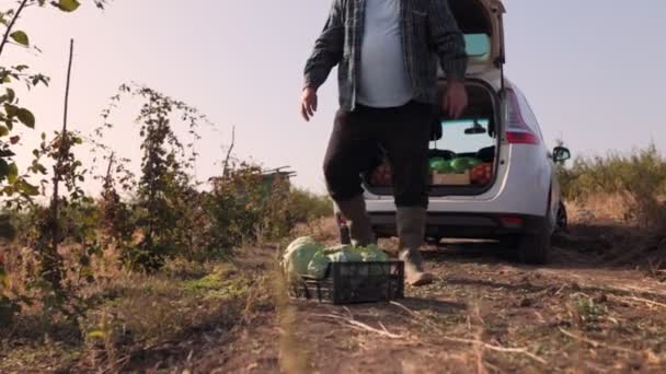 高齢の農民は田舎の彼の車に向かって歩いて新鮮な野菜の罰金を運びます 新鮮な野菜のクレートで歩く高齢農民 収穫のための準備 — ストック動画