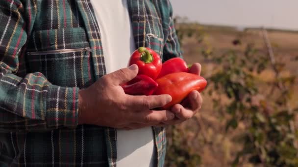 Agronomist Delight Close View Hands Tending Vibrant Pepper Harvest Απεικονίζοντας — Αρχείο Βίντεο