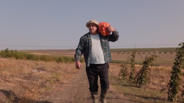 Hagyományos Mezőgazdaság Egy Idős Ember Dolgozik Földön Egy Zsák Zöldséget — Stock videók