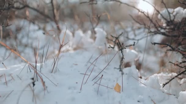 Winter Grasp Frusen Flora Parken Inkapslade Essensen Den Kyliga Säsongen — Stockvideo