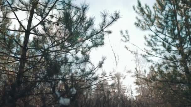 アイシー エレガンス 明るい青い空は凍った枝と対照し 魅惑的な冬の風景 雪のキスされた枝の凍った森の魔法のクローズアップを作成します — ストック動画