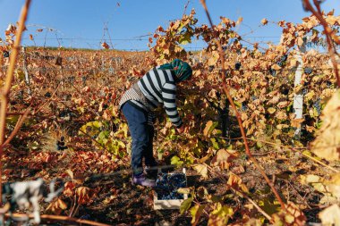 Mevsimlik işçileri özenle toplayarak canlı bir üzüm bağından olgun üzümleri toplarlar. Moldova - 18 Ekim 2023