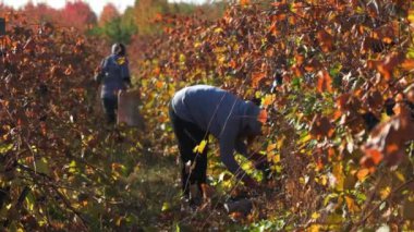 Harekete geçmiş bir ekip, geniş üzüm bağlarındaki üzümleri dikkatlice topluyor. Moldova - 18 Ekim 2023
