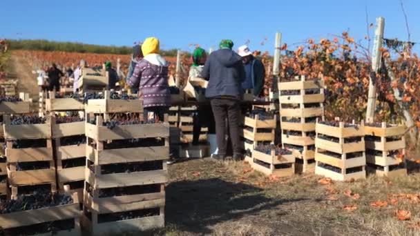 Оживление Сбора Винограда Оживает Рабочие Старательно Собирают Скопления Залитых Солнцем — стоковое видео