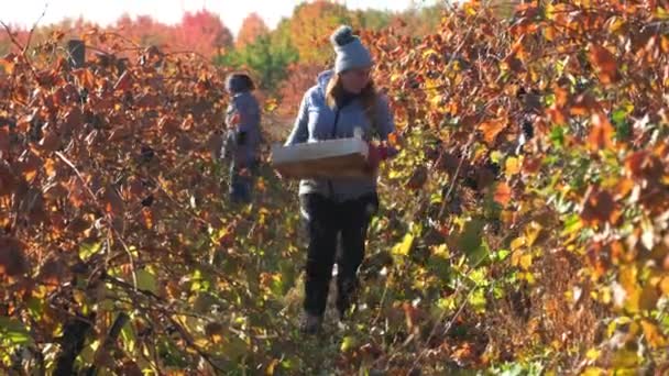 Çalışkan Işçiler Güneşin Öptüğü Üzüm Bağında Üzümleri Toplamak Için Toplanırken — Stok video