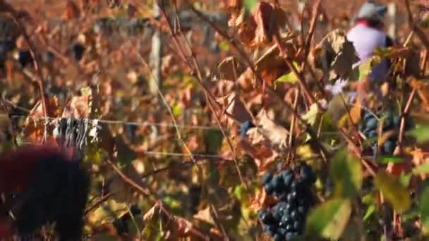 Виноградниках Сердце Руки Тщательно Собирать Виноград Крупном Плане Зрения Захват — стоковое видео