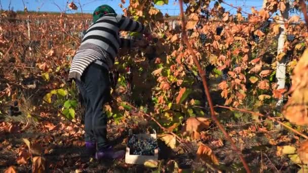 Работники Виноградника Сосредоточенные Дотошные Умело Собирают Виноград Пик Сезона Молдова — стоковое видео