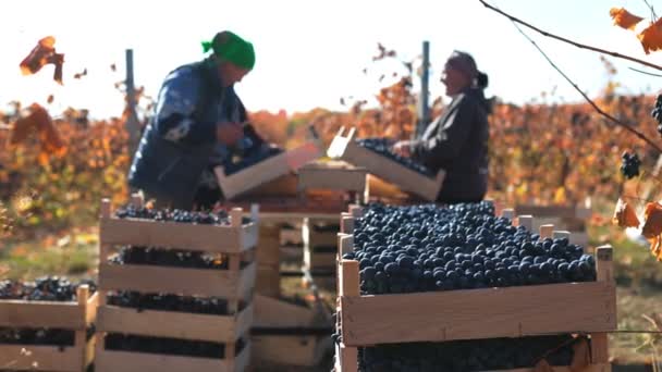 Grape Harvesting Full Swing Dynamic Scene Capturing Collective Effort Workers — Stock Video